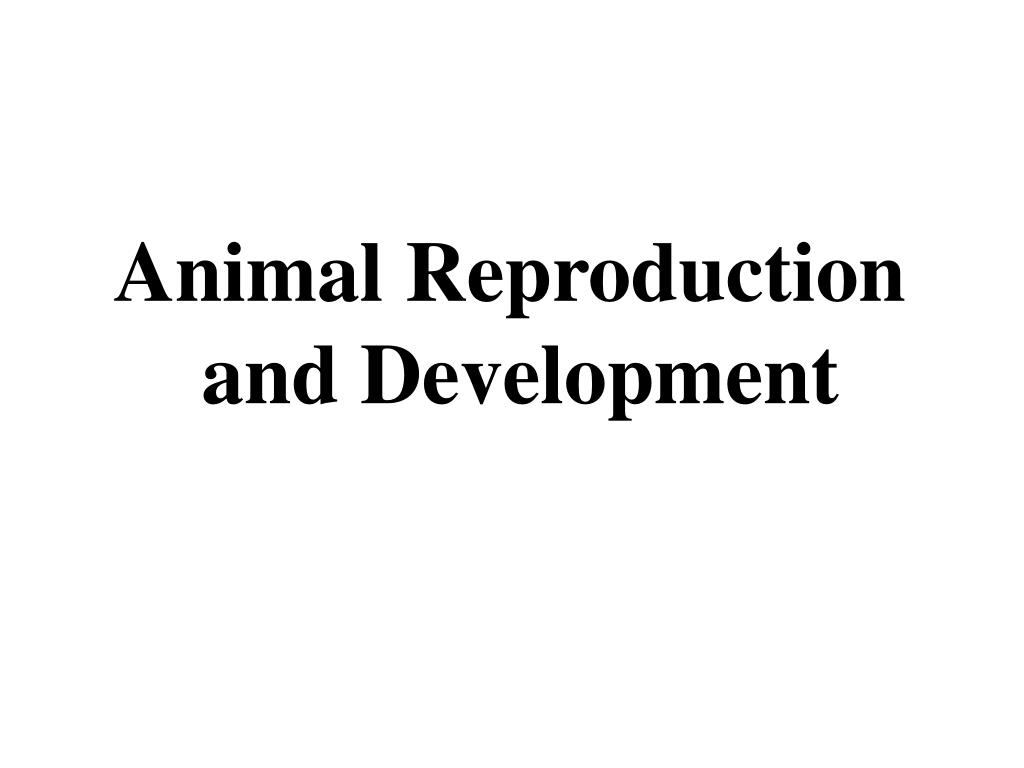 PPT - Animal Reproduction and Development PowerPoint Presentation, free  download - ID:2775058