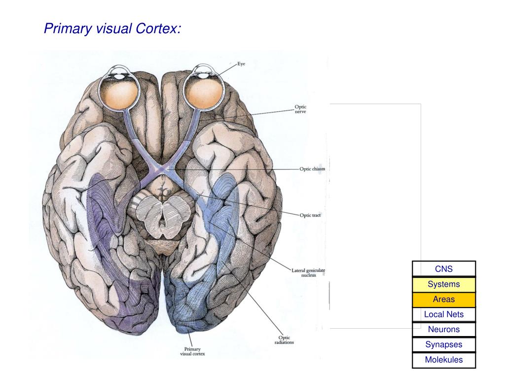 PPT Basics Of Computational Neuroscience PowerPoint Presentation 