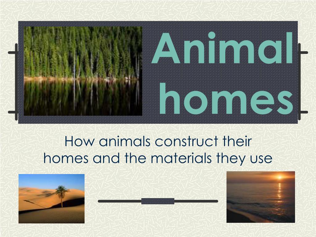 PPT - Animal homes PowerPoint Presentation, free download - ID:2776452