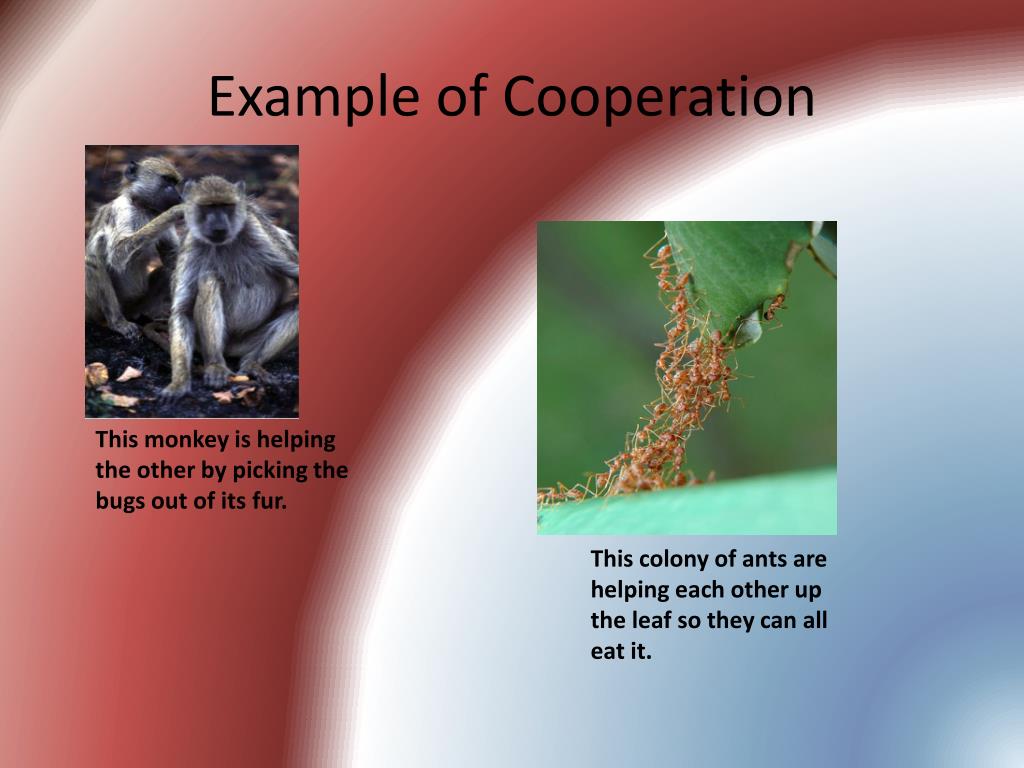 PPT Organisms Interactions PowerPoint Presentation Free Download ppt-organisms-interactions-powerpoint-presentation-free-download