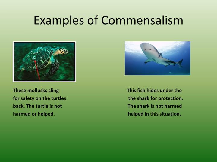 explain commensalism with an example