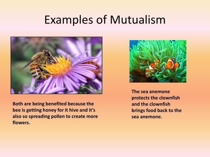 what is mutualism explain with example