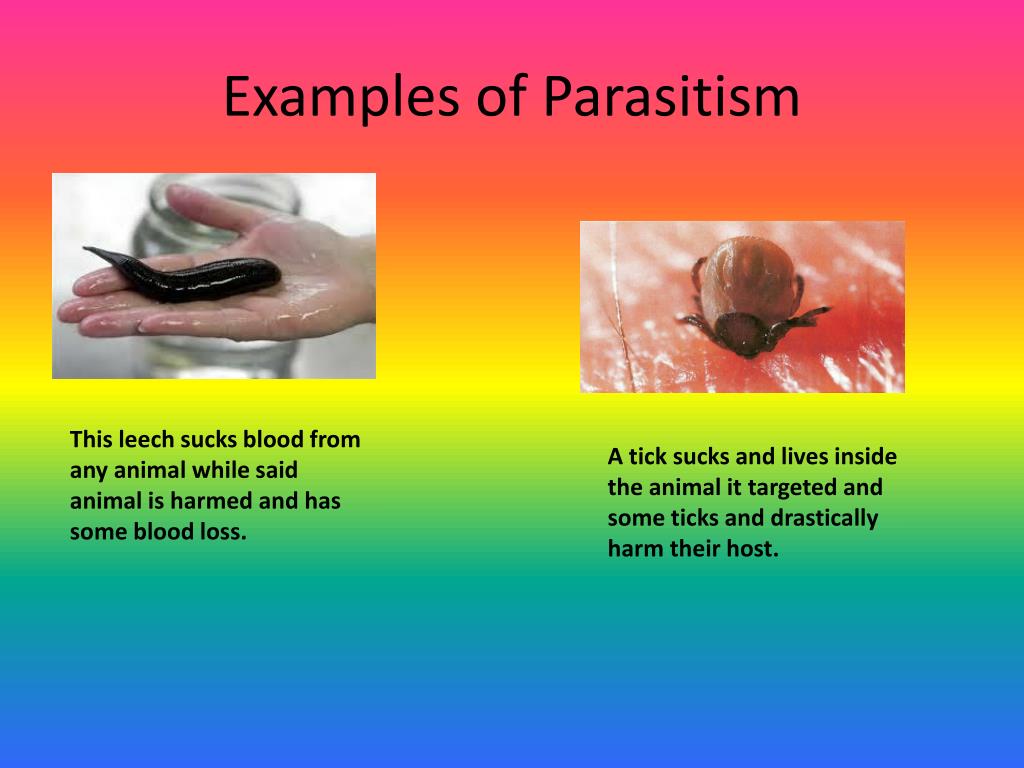 Parasitism Definition Examples Britannica Vrogue co parasitism-definition-examples-britannica-vrogue-co