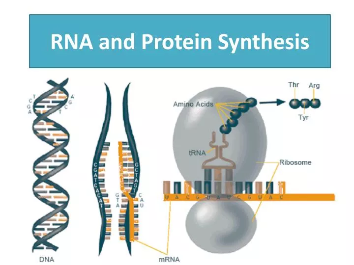 PPT RNA and Protein Synthesis PowerPoint Presentation, free download PPT RNA and Protein Synthesis PowerPoint Presentation, free download