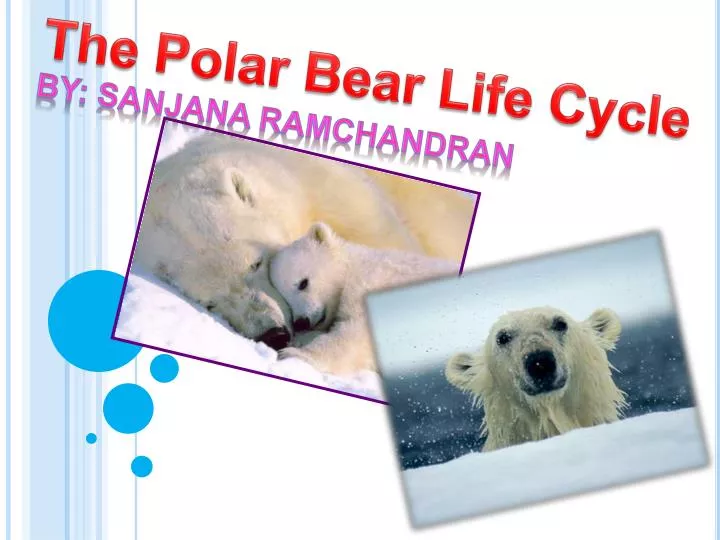 Ppt The Polar Bear Life Cycle Powerpoint Presentation Free Download Id