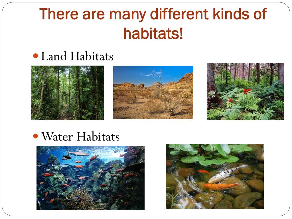We should animals habitats