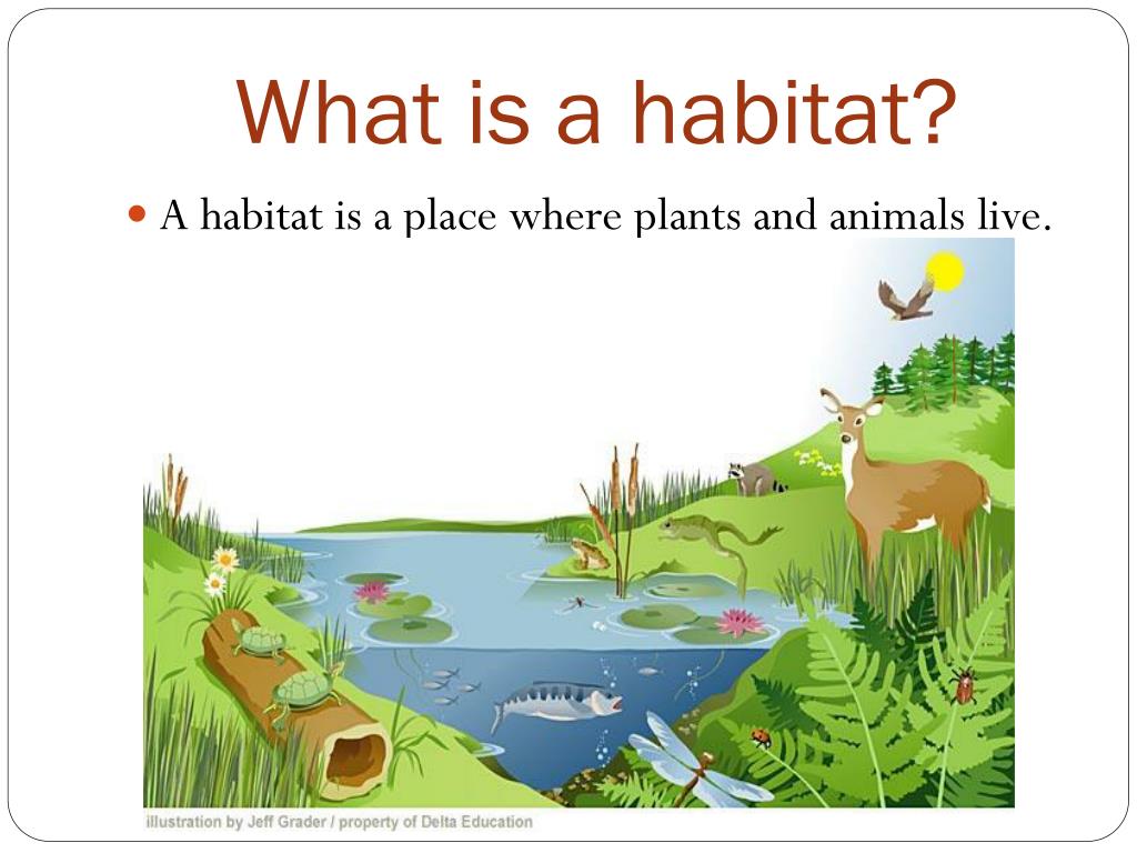 PPT - Habitats! PowerPoint Presentation, free download - ID:2779068