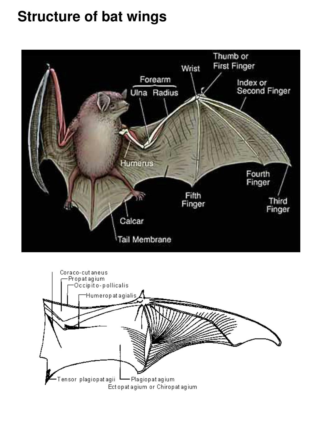 Bat Wing Structure And Function - Printable Templates Free