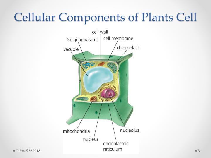 PPT - CHAPTER 2 : CELL STRUCTURE & CELL ORGANISATION PowerPoint ...