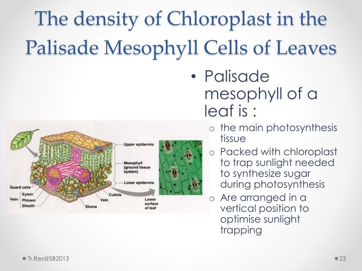 PPT CHAPTER 2 CELL STRUCTURE & CELL ORGANISATION PowerPoint Presentation ID2780490