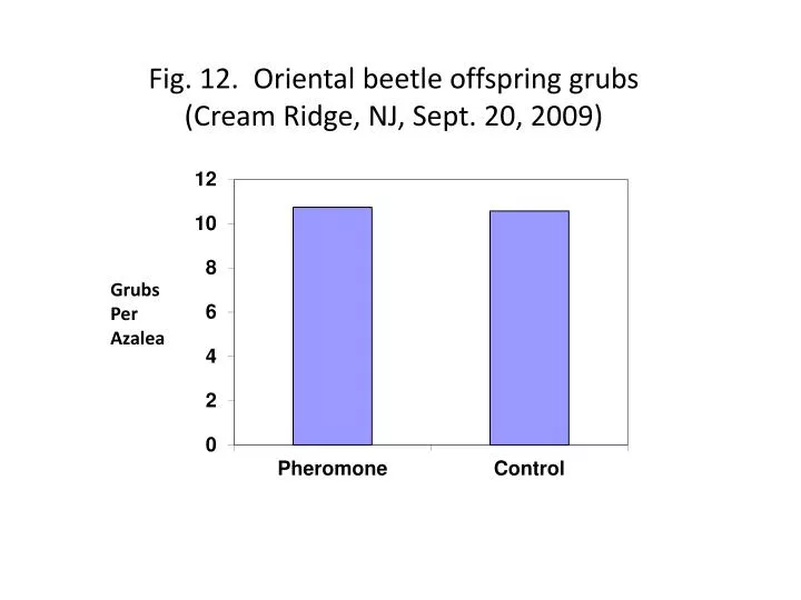 fig 12 oriental beetle offspring grubs cream ridge nj sept 20 2009 n.