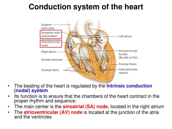 PPT - Anatomy of the Heart PowerPoint Presentation - ID:2782909