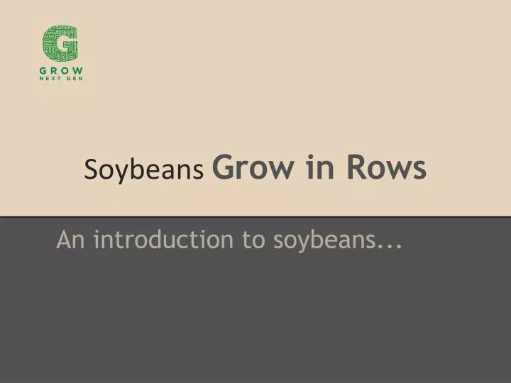 soybeans grow in rows n.