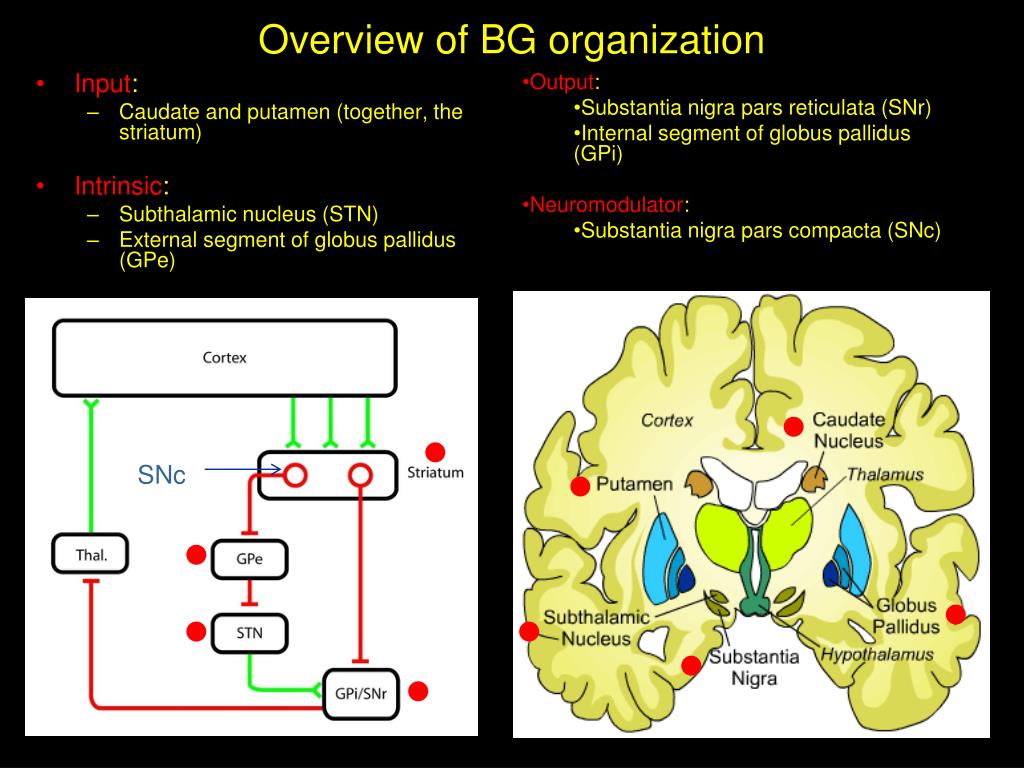 PPT - Functional Anatomy of the Basal Ganglia PowerPoint Presentation ...