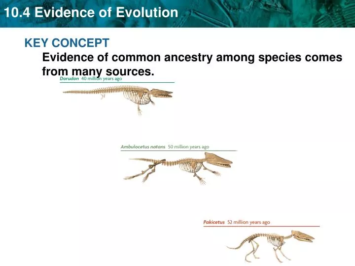 ppt-key-concept-evidence-of-common-ancestry-among-species-comes-from-many-sources-powerpoint