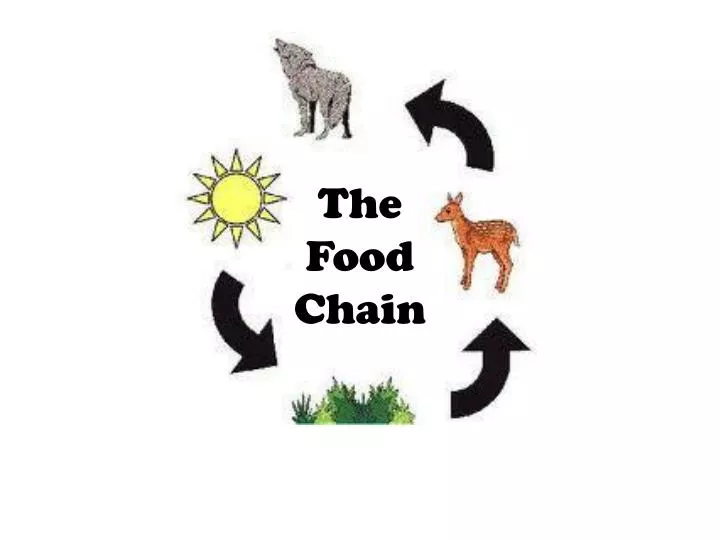 The Food Chain PowerPoint Presentation, free download Biology Diagrams