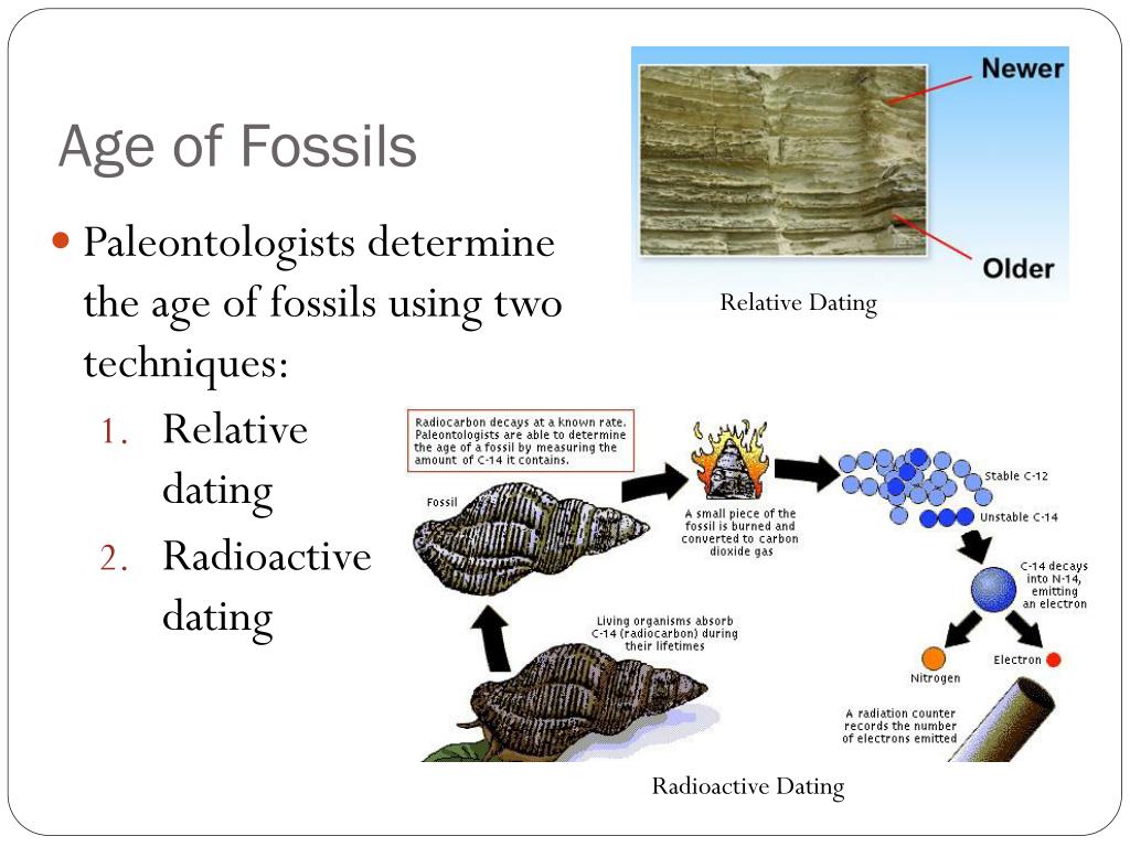 How A Paleontologist Might Use Relative Dating Techniques To Determine