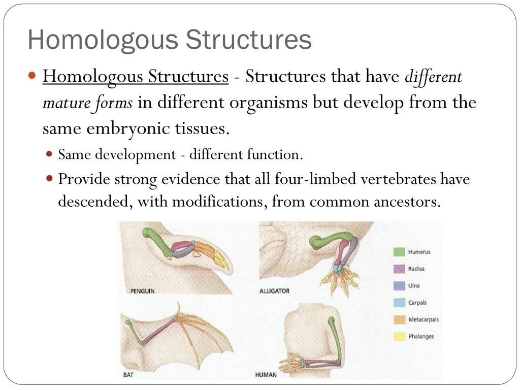 download homologous structures download homologous structures