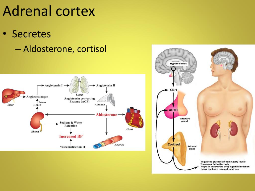 Para que sirve el cortisol