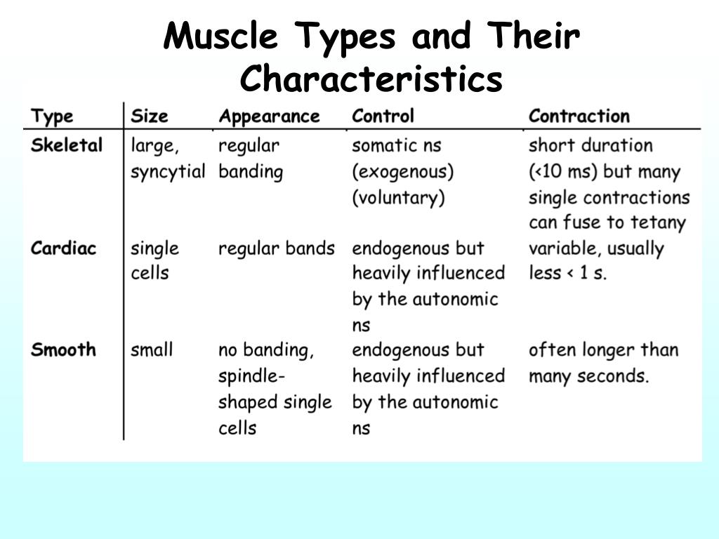 PPT - Muscle Types and Their Characteristics PowerPoint Presentation ...