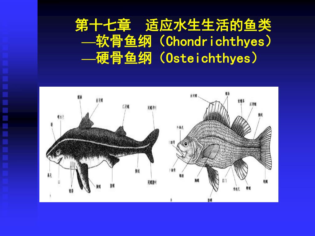 Ppt 第十七章适应水生生活的鱼类 软骨鱼纲 Chondrichthyes 硬骨鱼纲 Osteichthyes Powerpoint Presentation Id