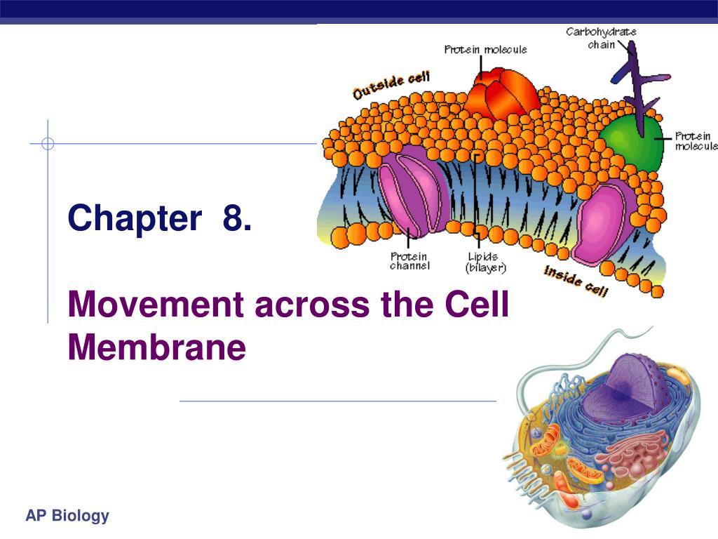 Движение клетки. Transport across a Cell membrane. Transport Cell membrane. Movement of membrane Proteins. Transport across membrane.