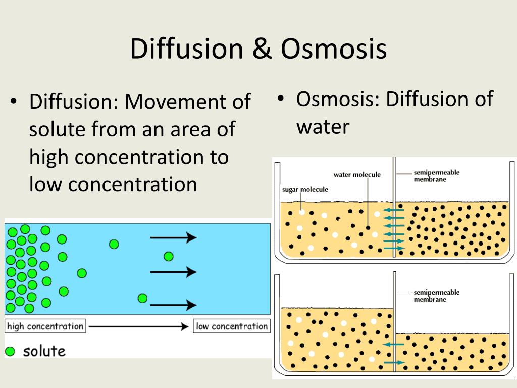 PPT Diffusion & Osmosis PowerPoint Presentation, free download ID