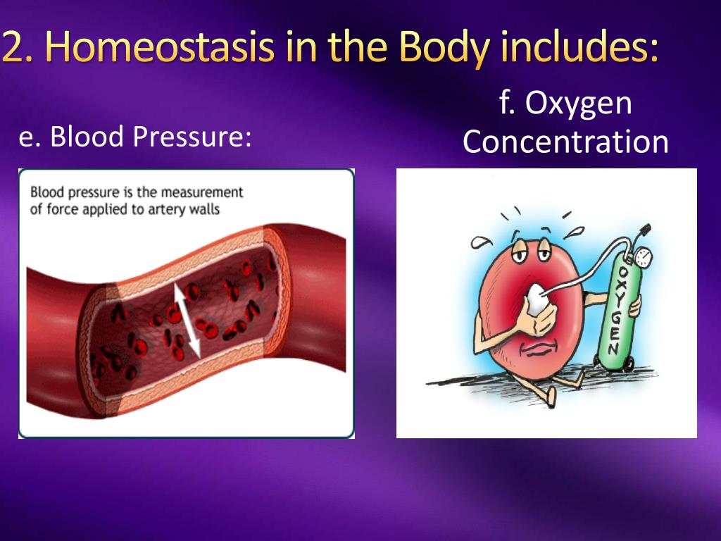 PPT - Homeostasis and Regulation PowerPoint Presentation, free download