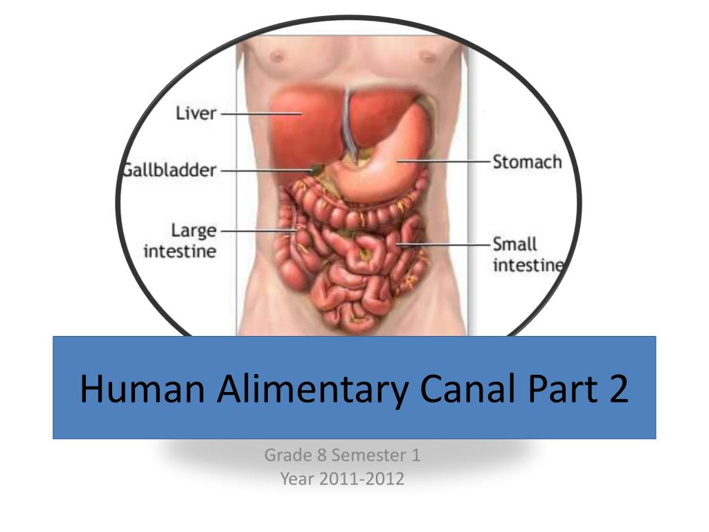 PPT - Human Alimentary Canal Part 2 PowerPoint Presentation, free download  - ID:2789467