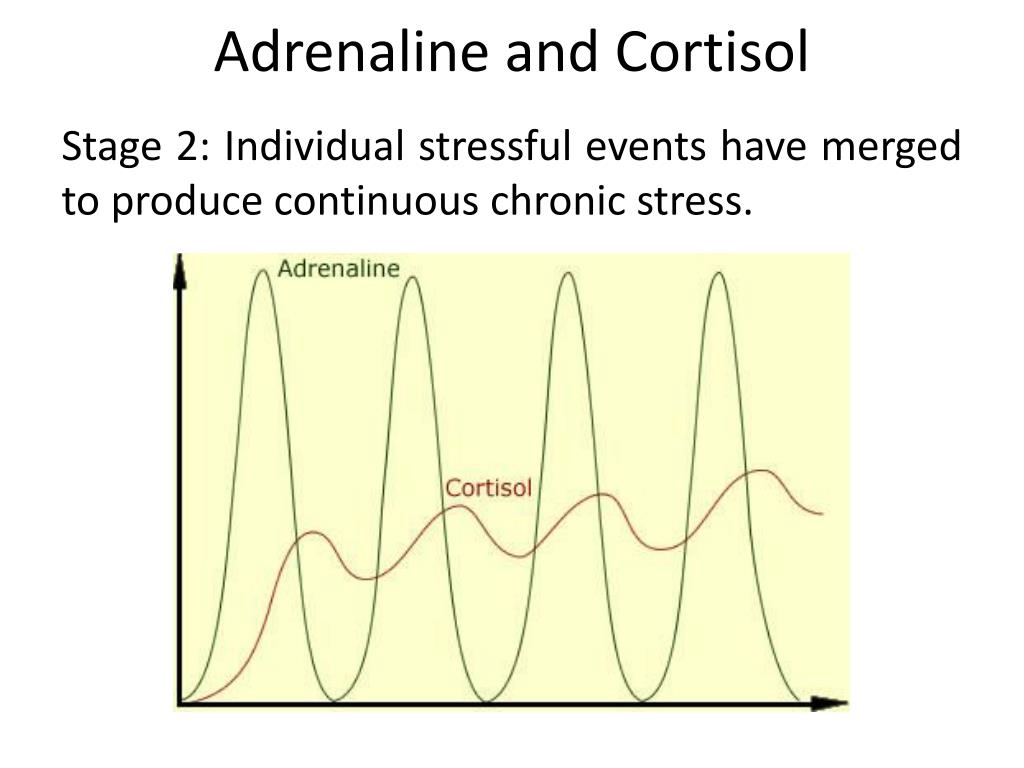 Modeling the Adrenaline and Cortisol Example PowerPoint Biology Diagrams