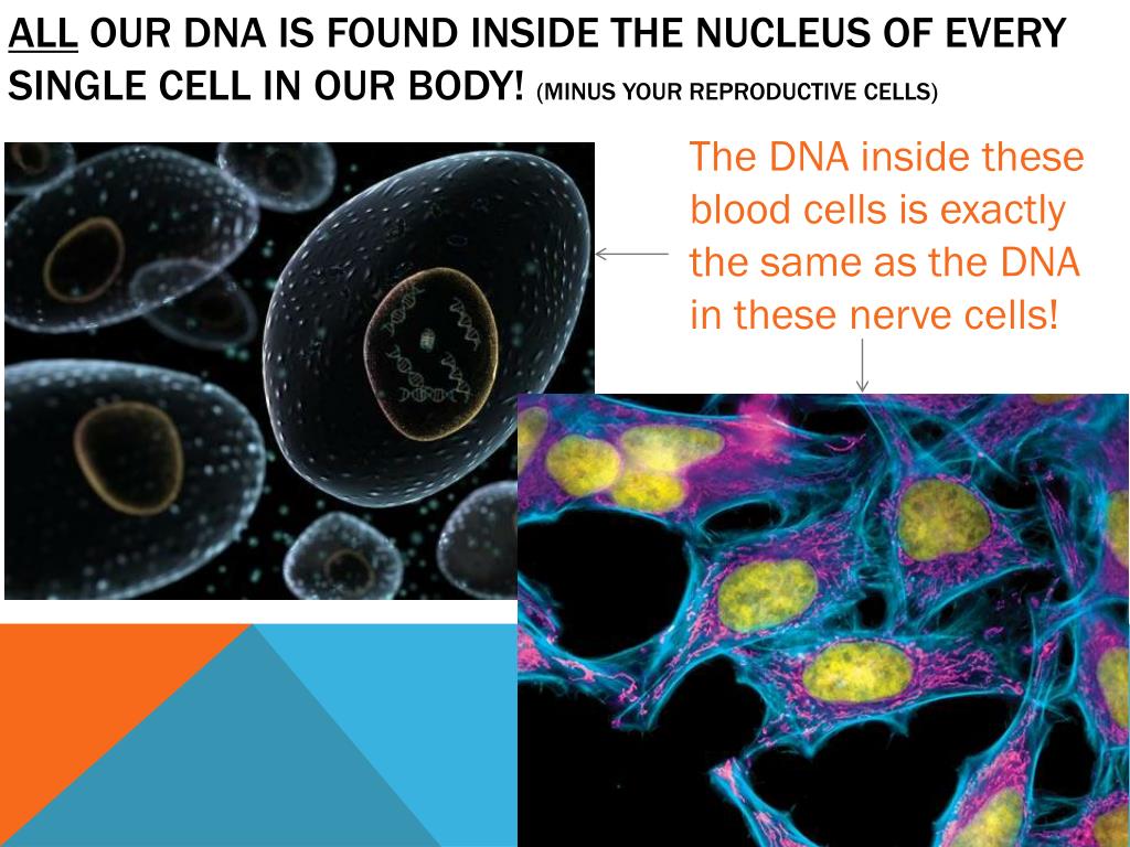 GENE EXPRESSION & MUTATIONS IN DNA PowerPoint Presentation Biology Diagrams