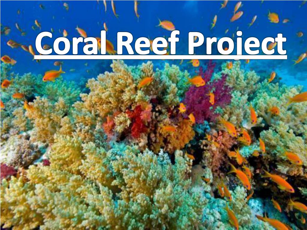 PPT - Coral Reef Project PowerPoint Presentation, free download - ID ...