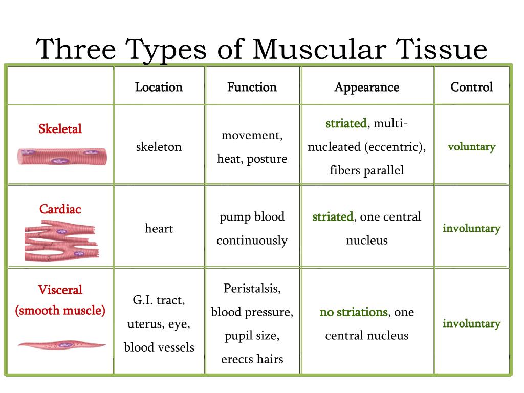 Types Of Muscle Tissue Worksheet