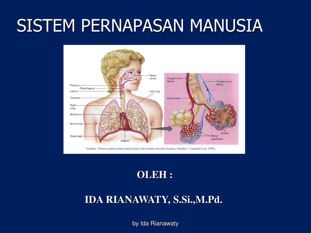 Struktur Sistem  Pernapasan  Pada  Manusia  Berbagi Struktur