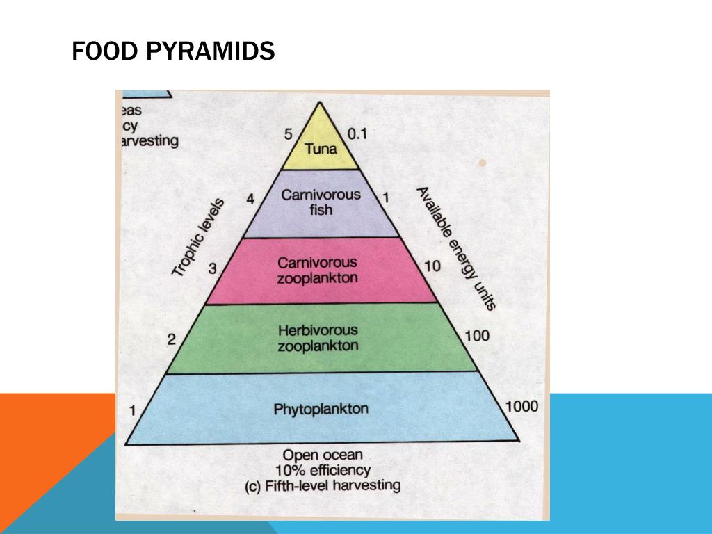 Ecosystems, Energy pyramids, and Food Chains PowerPoint ... Biology Diagrams