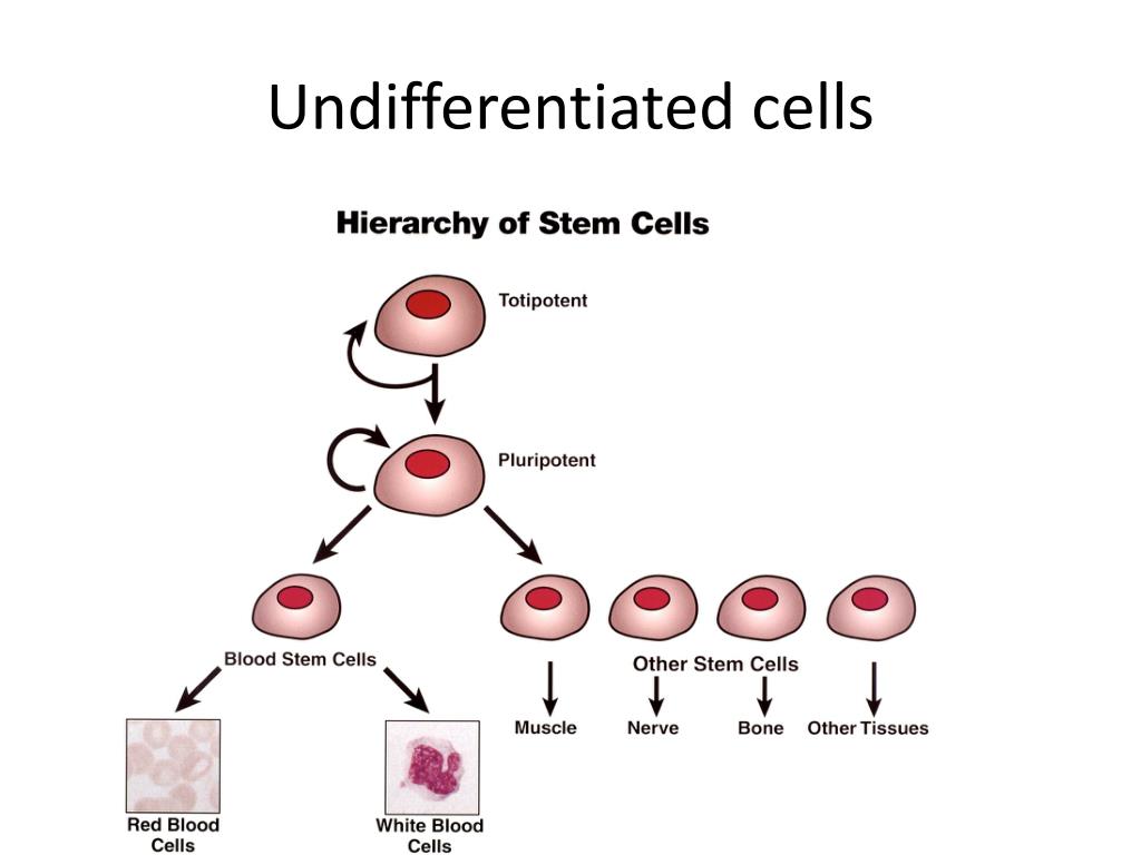 1 стволовые клетки. Классификация стволовых клеток схема. Эмбриональные стволовые клетки классификация. Стволовая клетка типы. Типы стволовых клеток таблица.