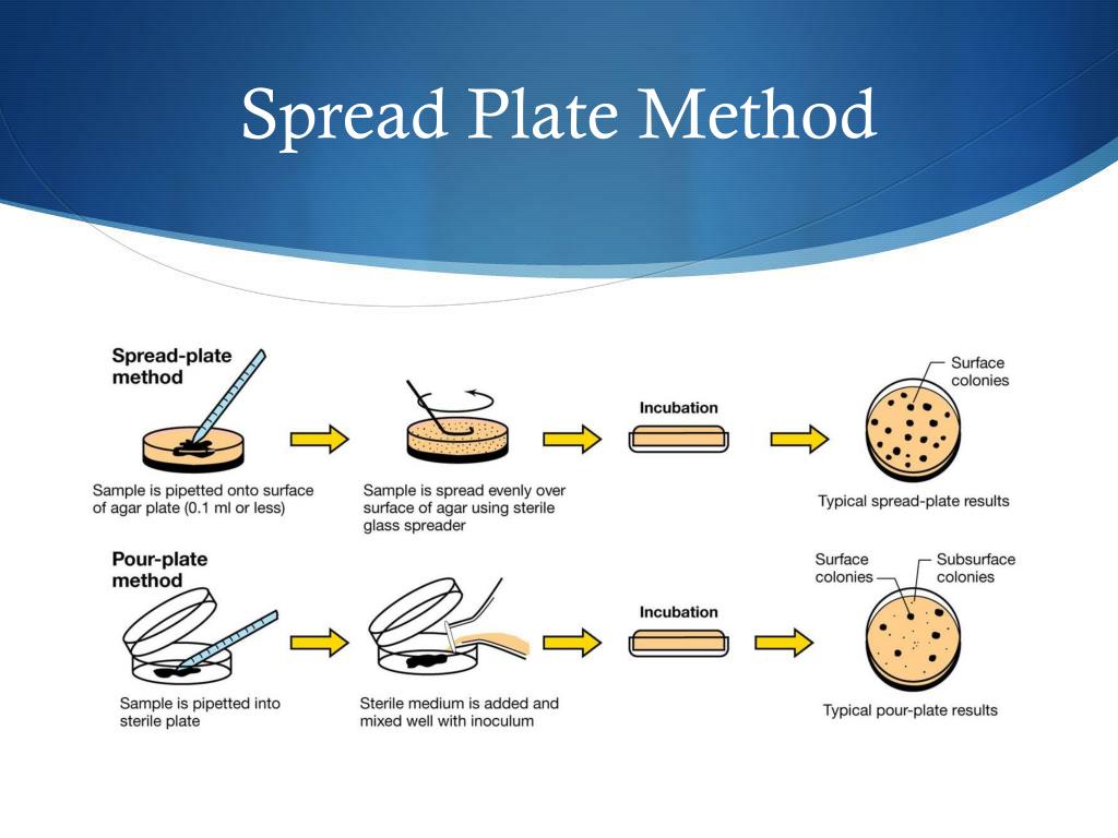 PPT Bacterial Enumeration PowerPoint Presentation Free Download ID 