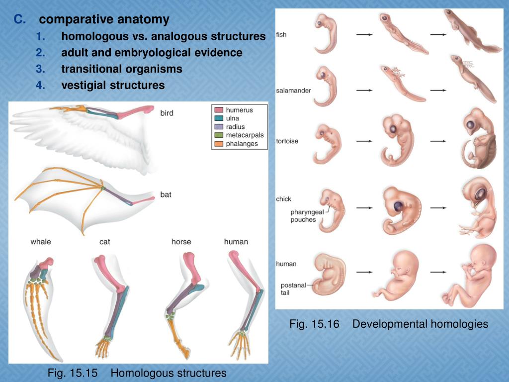 PPT - Evolution: Natural Selection & Adaptation PowerPoint Presentation