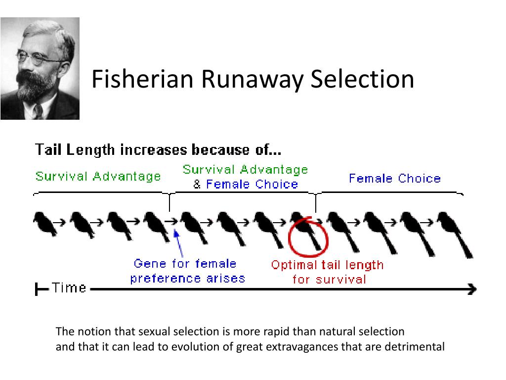 PPT Why Would Females Choose flashy PowerPoint Presentation Free 