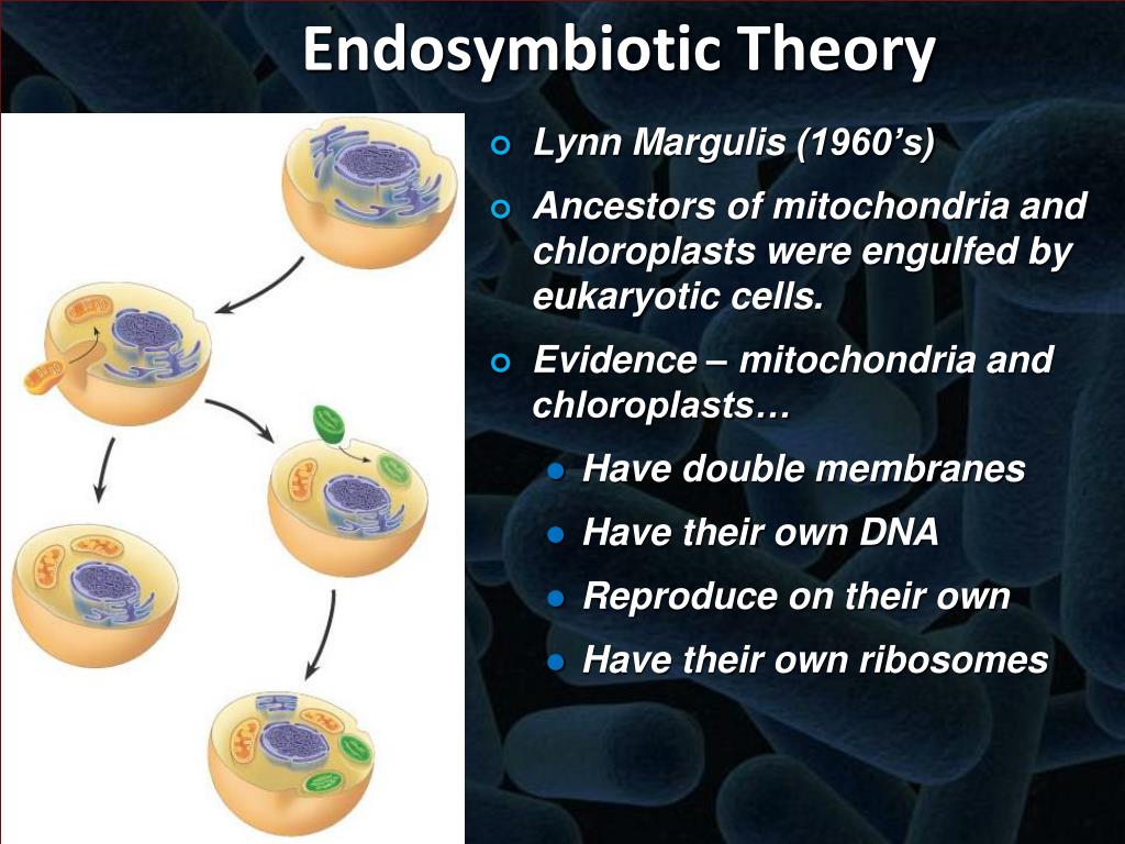 Endosymbiosis theory mitochondria life endosymbiotic process cell earth cells evidence origin evolution chloroplasts origins biology ib science have formed which Endosymbiosis theory mitochondria life endosymbiotic process cell earth cells evidence origin evolution chloroplasts origins biology ib science have formed which