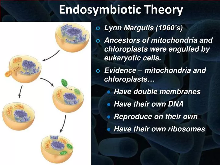 Which statement does not support the endosymbiotic theory