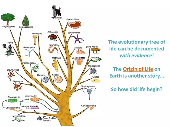 Evolution Starts With A Tree Chapter 1 PPT - The evolutionary tree of life can be documented with evidence