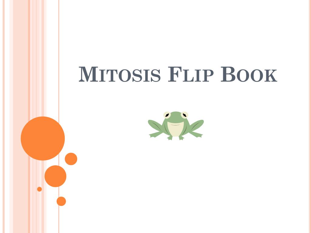 stages-of-mitosis-flip-book-plmdistribution