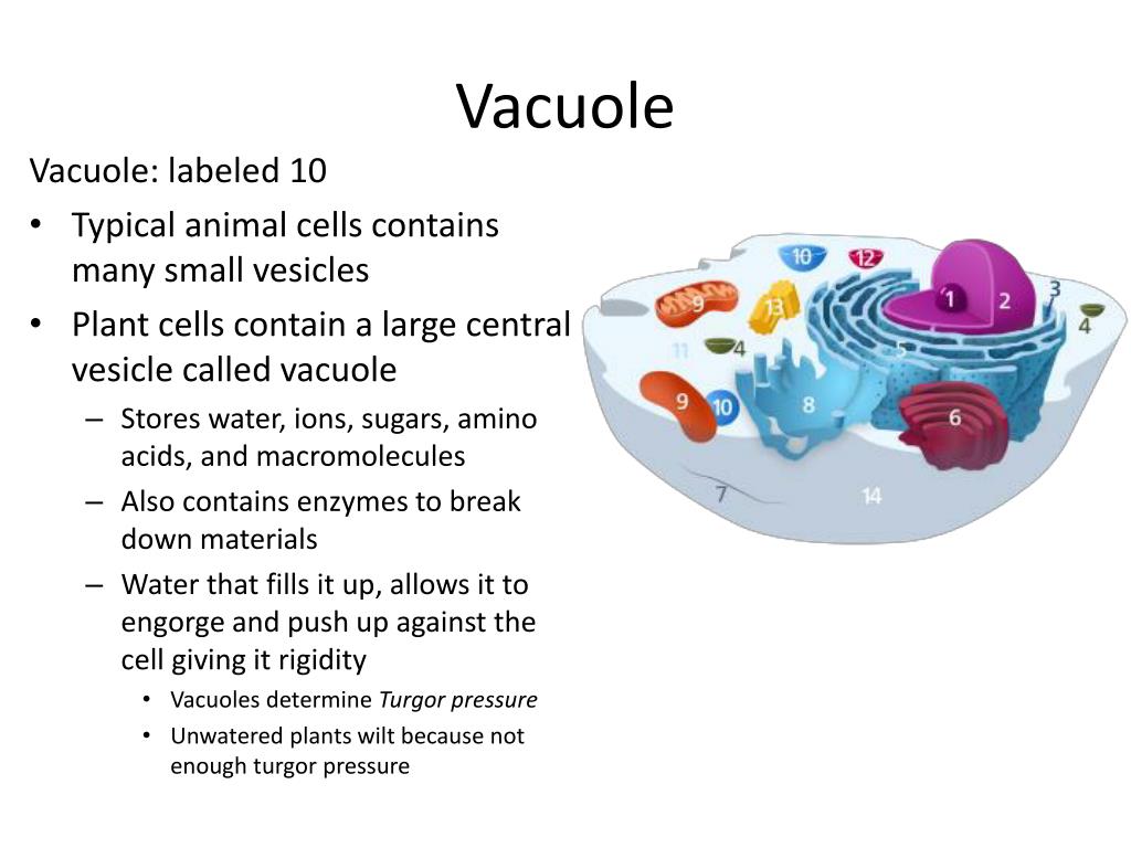 Vacuole Drawing Labeled - Aflam-Neeeak