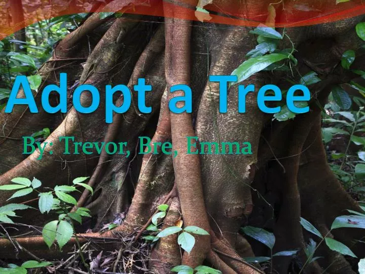 adopt a tree n.