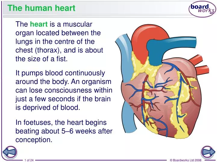 powerpoint presentation on human heart