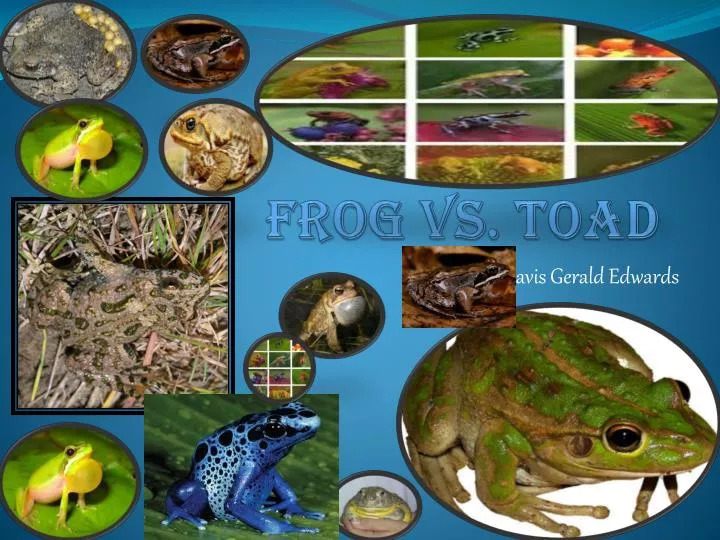 frog vs toad n.