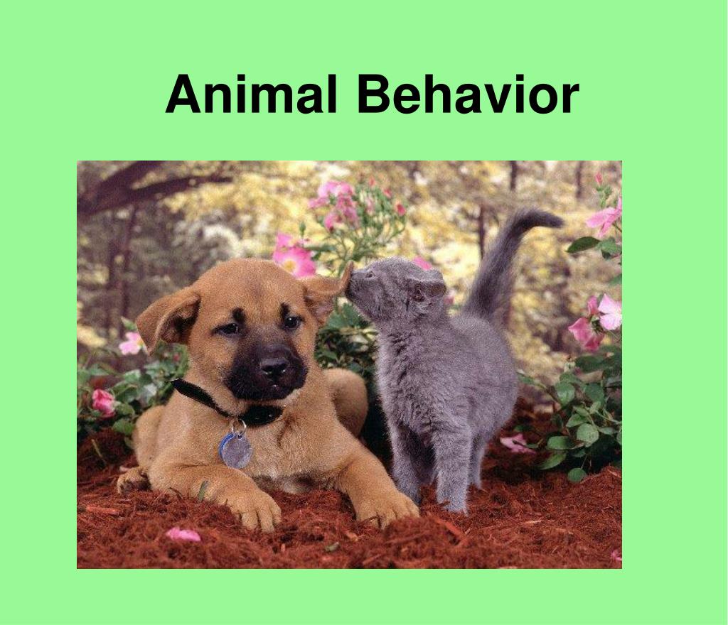 PPT Animal Behavior PowerPoint Presentation, free download ID2805122