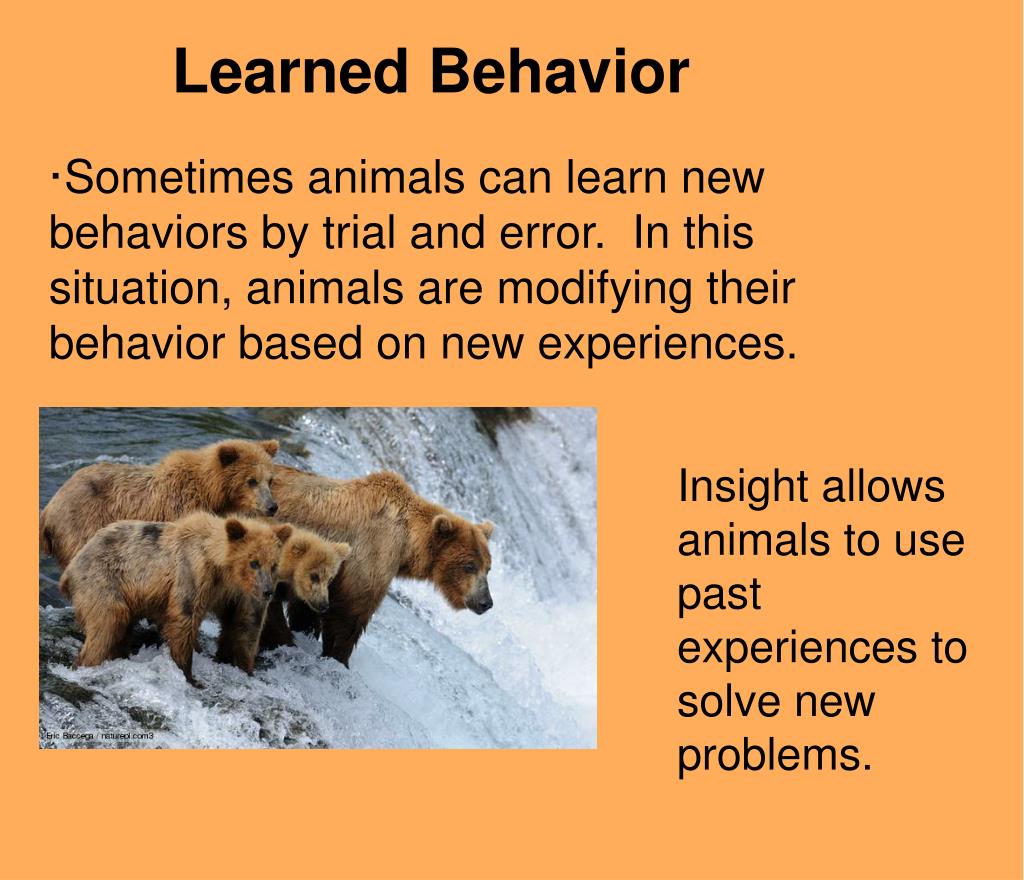 research on animal behaviour
