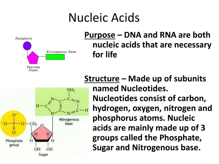 PPT - Macromolecules (Carbohydrates, Proteins, Lipids ...